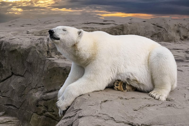 Polar Light Partnerships